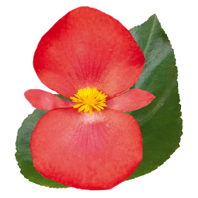 Begonia x benariensis F₁ BIG® DeluXXe Red Green Leaf