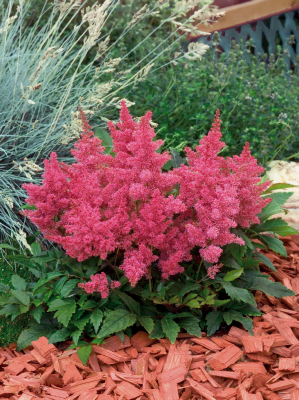 
                        Astilbe
             
                        arendsii
             
                        Astary®
             
                        Rose
            