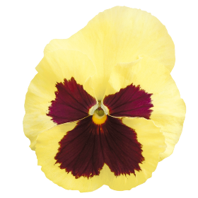   Inspire® Plus Lemon Blotch