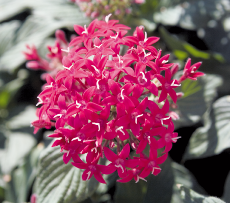 
                        Pentas
             
                        lanceolata F₁
             
                        Kaleidoscope
             
                        Carmine
            