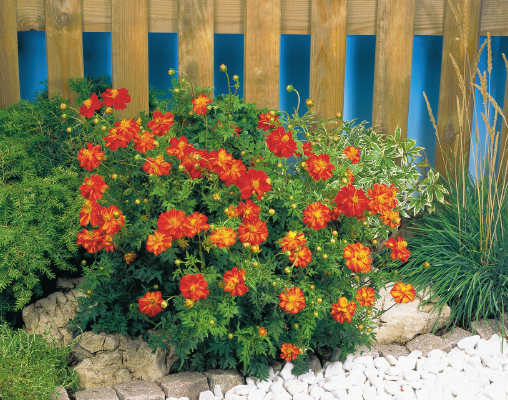 Cosmos
             
                        sulphureus
             
                        Cosmic
             
                        Red