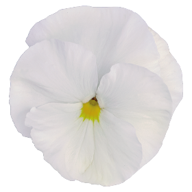 Inspire® Plus White
