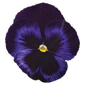 Viola wittrockiana F₁ Inspire® DeluXXe Red Blotch | Benary