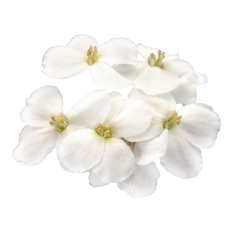 
                        Arabis
             
                        caucasica
             
                        Catwalk
             
                        White
            