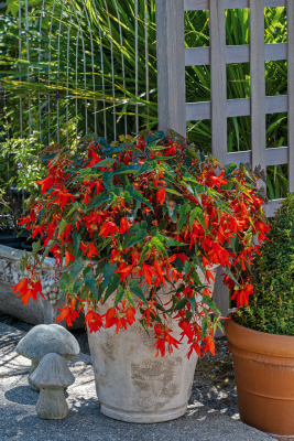 
                        Begonia
             
                        boliviensis F₁
             
                        Groovy
             
                        Orange
            