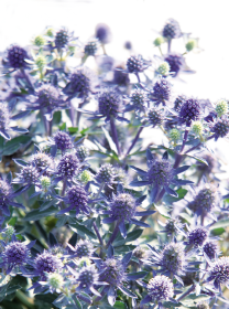 Eryngium planum Blue Hobbit