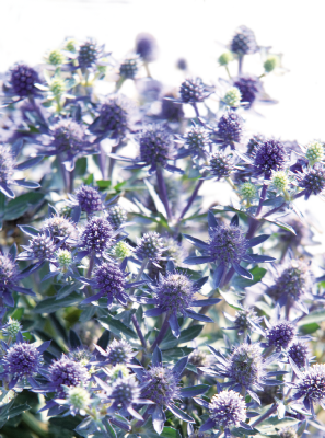 
                        Eryngium
             
                        planum
             
                        Blue Hobbit
            