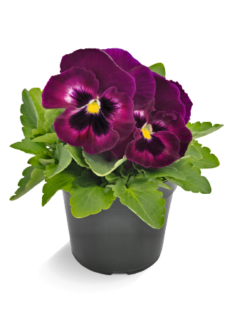 Viola
             
                        wittrockiana F₁
             
                        Inspire® DeluXXe
             
                        Rose Velour