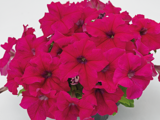 
                        Petunia
             
                        x hybrida F₁
             
                        SUCCESS! 360°
             
                        Deep Rose
            