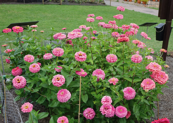 
                        Zinnia
             
                        elegans
             
                        Benarys Riesen
             
                        Lilac
            