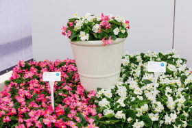 Begonia semperflorens F₁ Super Cool