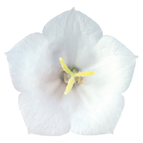 Clips White