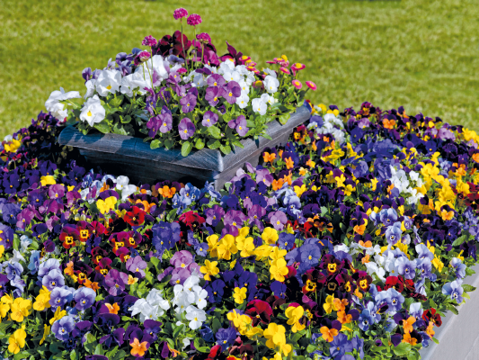 Viola
             
                        cornuta F₁
             
                        Admire®
             
                        Maxi Mix