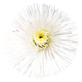   Habanera® White