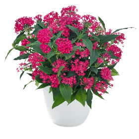 Graffiti® Cranberry