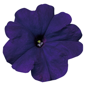   Celebrity Blue