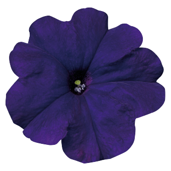 
                        Petunia
             
                        x hybrida multiflora F₁
             
                        Celebrity
             
                        Blue
            