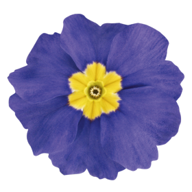Primula elatior F₁ Crescendo® Blue Shades