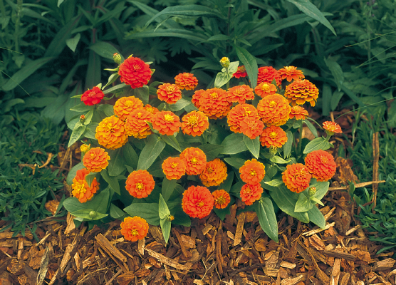 
                        Zinnia
             
                        elegans
             
                        Zinnita
             
                        Orange
            