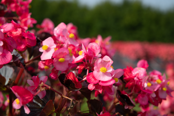 
                        Begonia
             
                        x hybrida F₁
             
                        Stonehedge
             
                        Rose Bronze Leaf
            