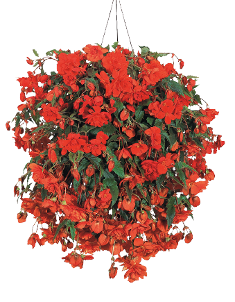 
                        Begonia
             
                        tuberhybrida F₁
             
                        Illumination®
             
                        Orange
            