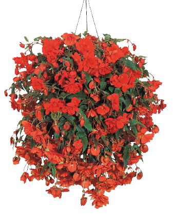 Begonia
tuberhybrida F₁
Illumination®
Orange