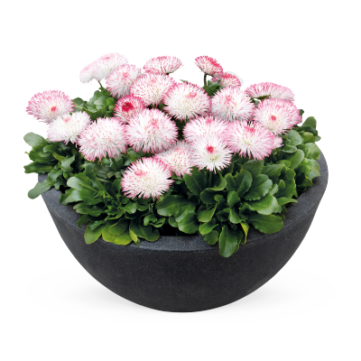 
                        Bellis
             
                        perennis
             
                        Habanera®
             
                        Rose
            