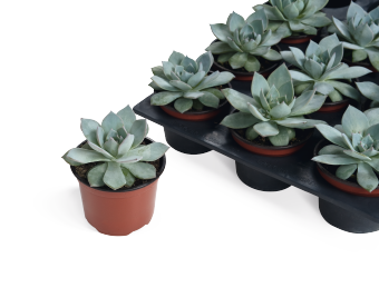 Echeveria peacockii