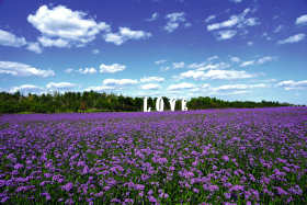 Verbena bonariensis Finesse®