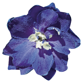 Delphinium hybrida Benary's Pacific Blue Bird | Benary