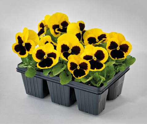 Viola wittrockiana F₁ Inspire® Plus Yellow Blotch | Benary