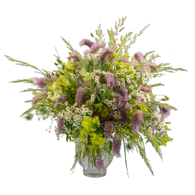 Ptilotus exaltatus Matilda 