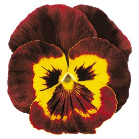   Joker® Mahogany &amp; Gold