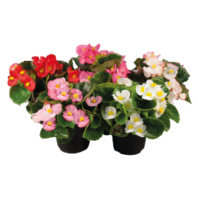 Begonia semperflorens F₁ Super Olympia® 