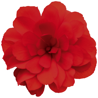 
                        Begonia
             
                        tuberhybrida F₁
             
                        Nonstop® Joy
             
                        Red
            