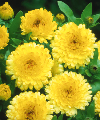 
                        Calendula
             
                        officinalis
             
                        Bon Bon
             
                        Light Yellow
            