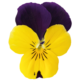 Viola cornuta F₁ Admire® Lemon Purple Wing | Benary Viola cornuta F₁ Admire® Lemon Purple Wing | Benary