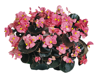 
                        Begonia
             
                        semperflorens F₁
             
                        Cocktail®
             
                        Gin®
            