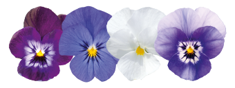 Viola
cornuta F₁
Admire®
Smooth Sailing Mix