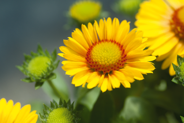 
                        Gaillardia
             
                        x grandiflora
             
                        Arizona
             
                        Apricot
            