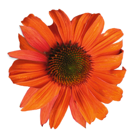 PollyNation™ Orange Red