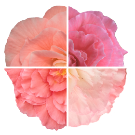 Nonstop® Mocca Light Pink Shades