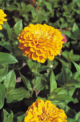 Zinnia
elegans
Benary's Giant
Golden Yellow