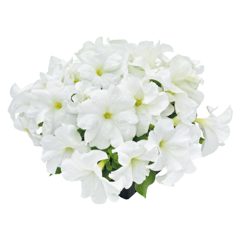 
                        Petunia
             
                        x hybrida F₁
             
                        SUCCESS!® HD
             
                        White
            
