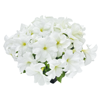 
                        Petunia
             
                        x hybrida F₁
             
                        SUCCESS! HD
             
                        White
            