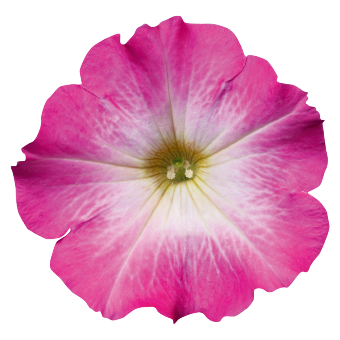 
                        Petunia
             
                        x hybrida multiflora F₁
             
                        Celebrity
             
                        Pink Morn
            