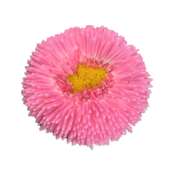 
                        Bellis
             
                        perennis
             
                        BellaDaisy
             
                        Pink
            