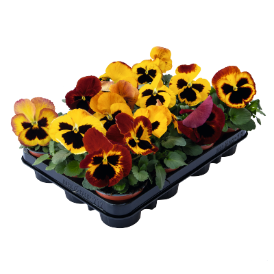 Viola wittrockiana F₁ Inspire® Plus Fire Surprise | Benary