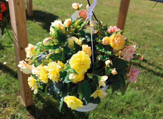 
                        Begonia
             
                        tuberhybrida F₁
             
                        Nonstop® Joy
             
                        Peaches & Dreams
            