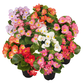 Begonia semperflorens F₁ Sprint Plus 